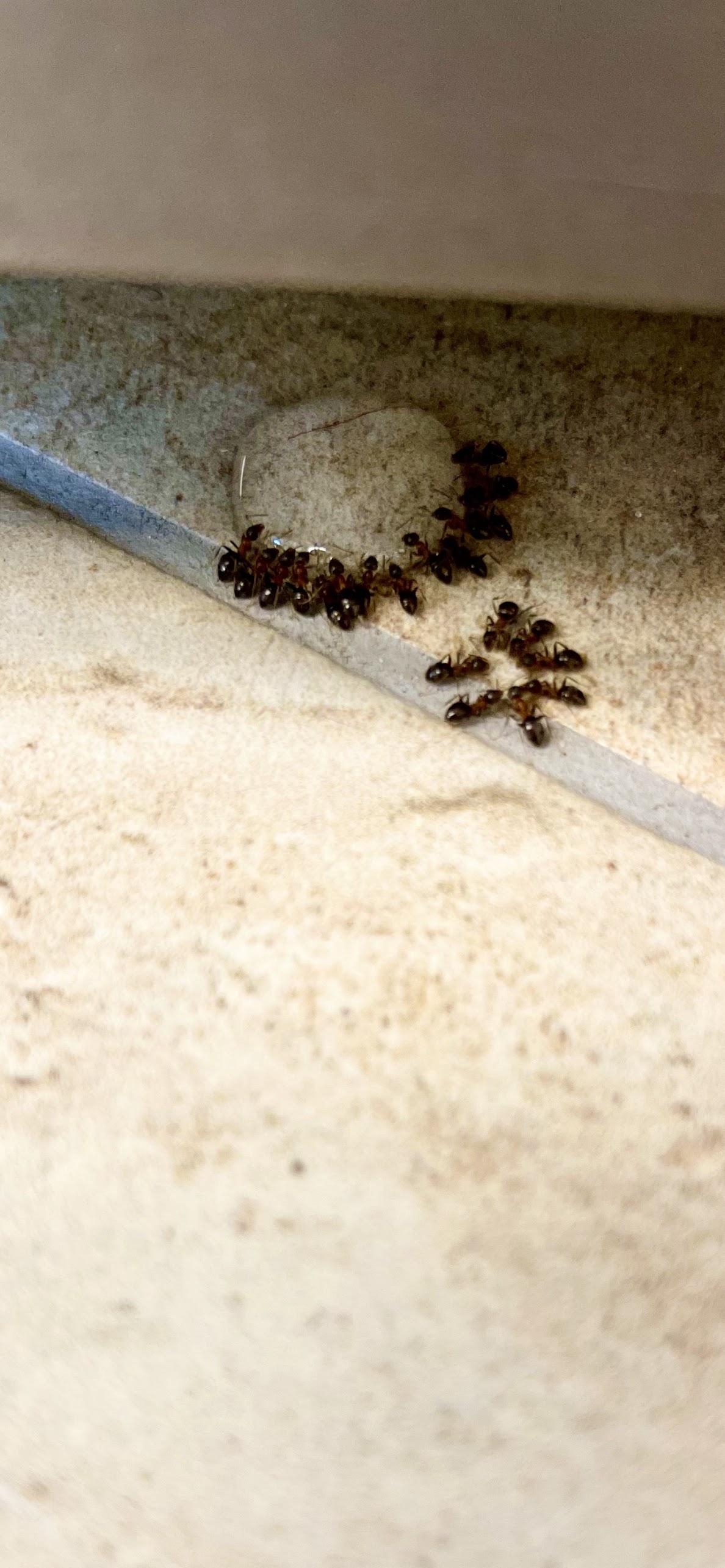 professionelle Ameisenbekämpfung