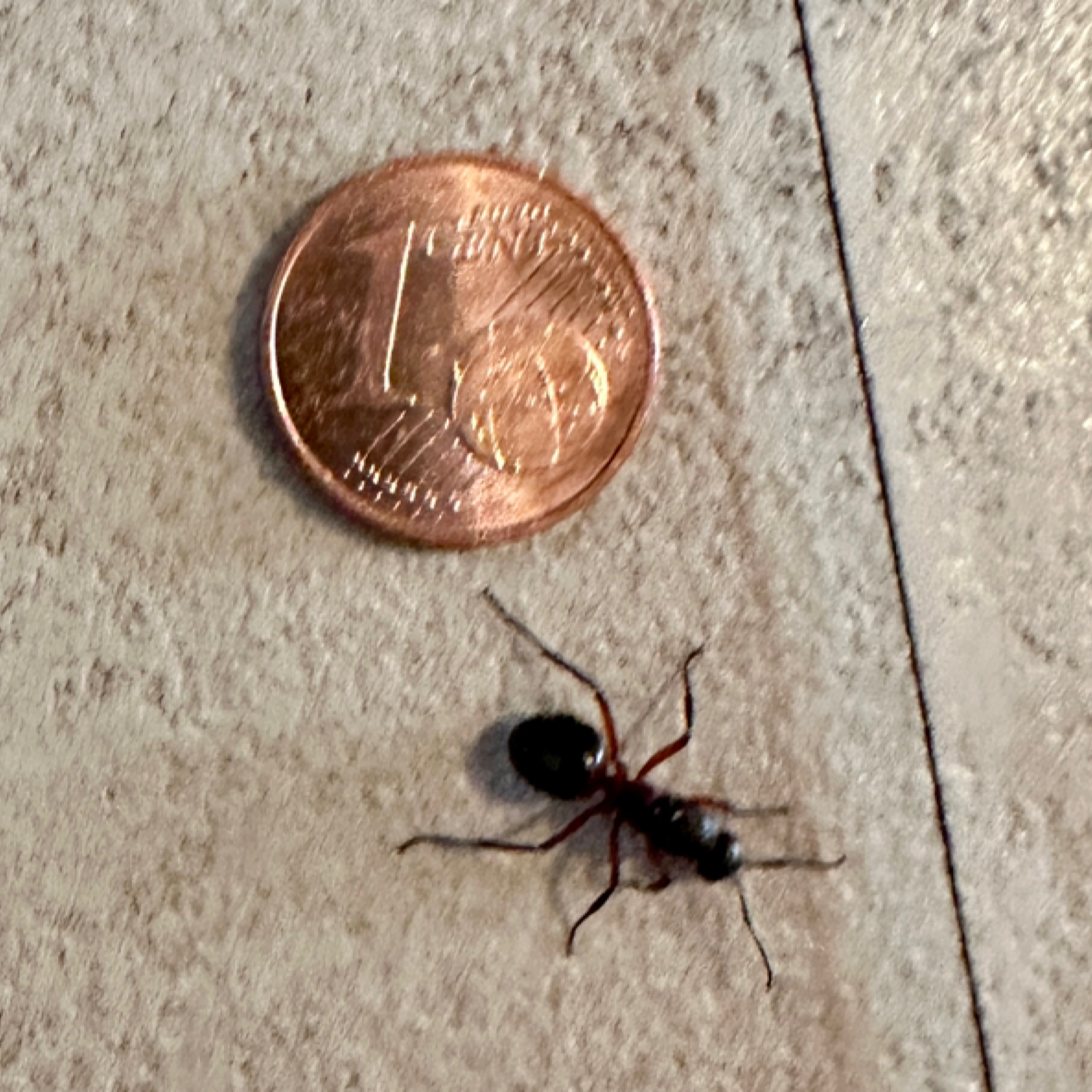 Größenvergleich Ameisenkönigin
