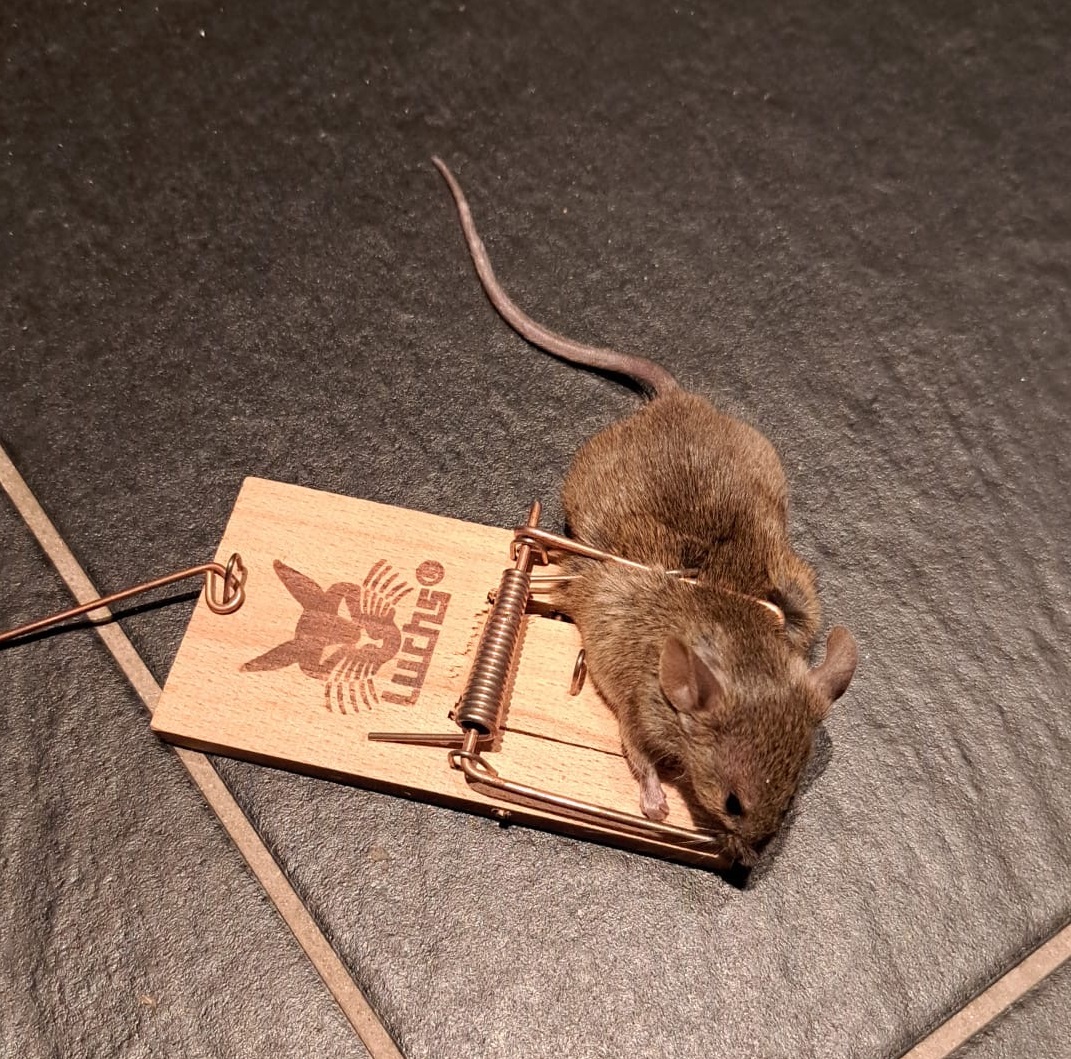 Mäusebekämpfung